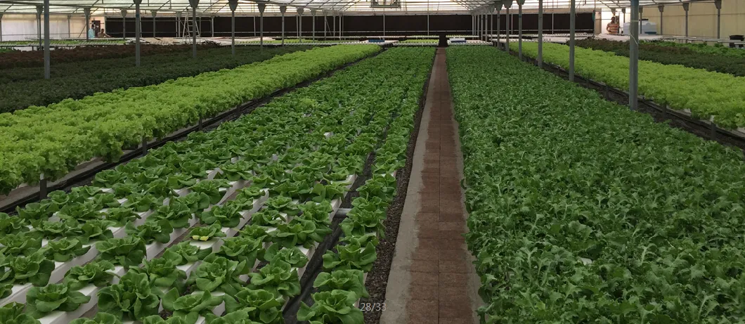 Agricultural Equipment Hydroponics Vertical Farming