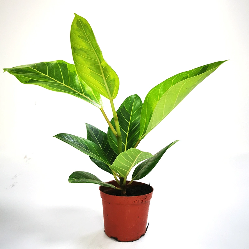 Ficus Lyrata Bambino Fiddle-Leaf Fig Trees Green Bonsai Tree Home Decoration