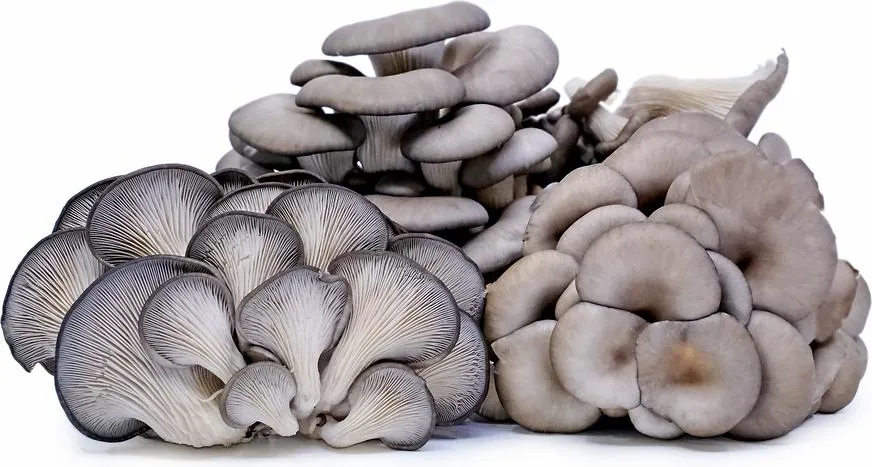 IQF Frozen Oyster Mushrooms Cut Dices Pieces