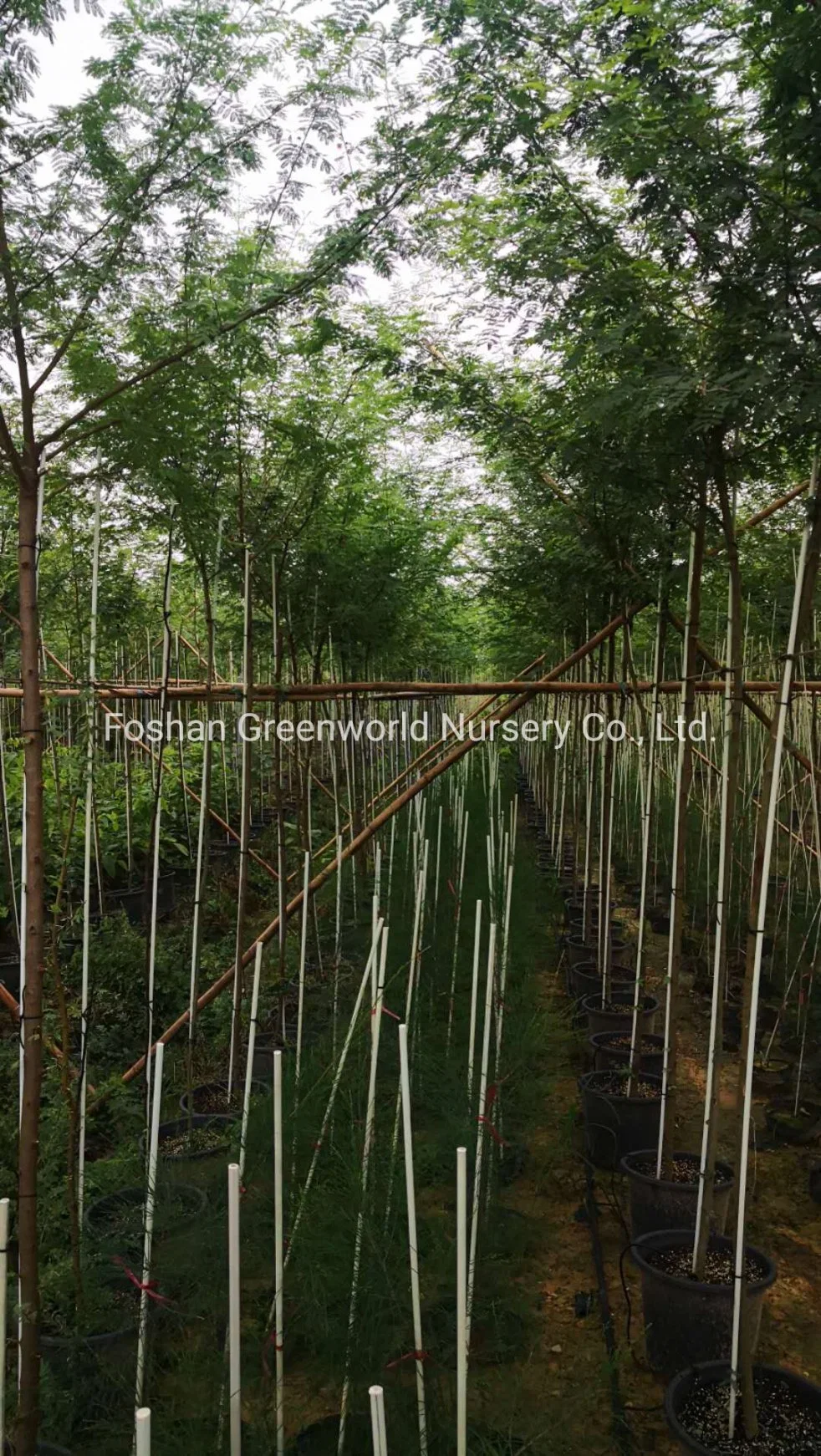 Acacia Farnesiana China Manufacturer