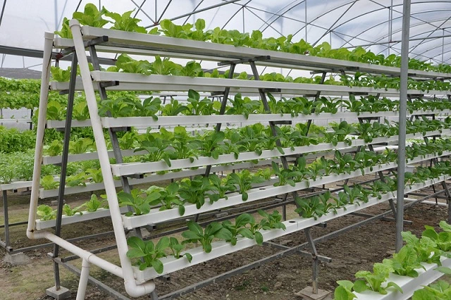 Hydroponic Vegetables Growing Nft Gully Pipe in Peru