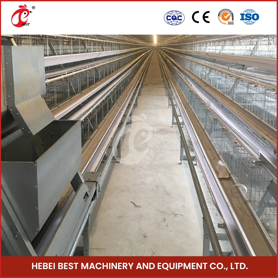 Bestchickencage a Type Small Pullet Cage Breeder Cage China Mini Pullet Hen Chicks Coop Manufacturer Custom Stronger and More Durable Chicken Grower Pullet Cage