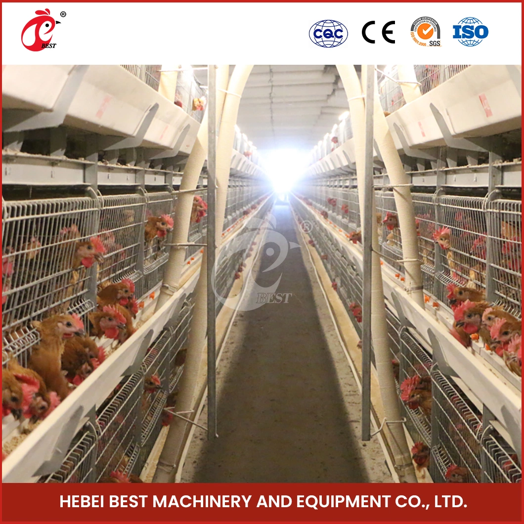 Bestchickencage China Chicken Coop Cage Manufacturer H Frame Automatic Boriler Cages High-Quality Reliable Technical Design Chicken Grower Cage