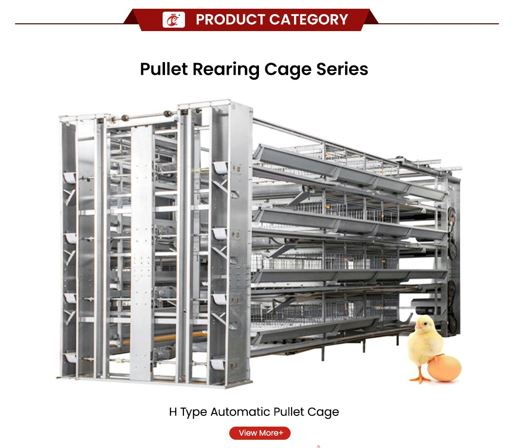 Bestchickencage a Type Small Pullet Cage Breeder Cage China Mini Pullet Hen Chicks Coop Manufacturer Custom Stronger and More Durable Chicken Grower Pullet Cage