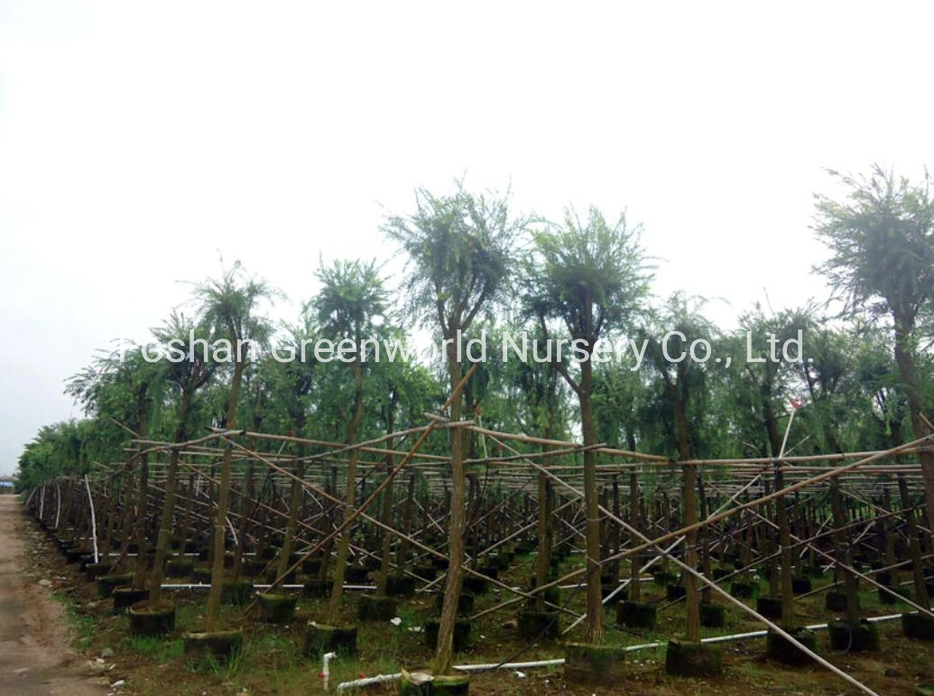 China Callistemon Viminalis Tree