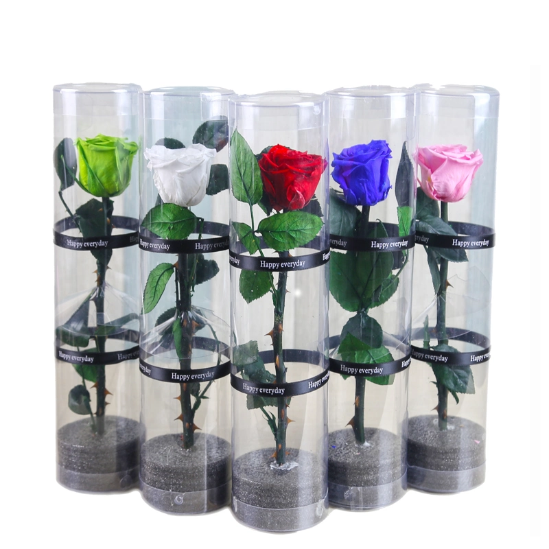 Christmas New Year Gifts Single Rose Preserved Rose Flower Stem Box in PVC Cylinder