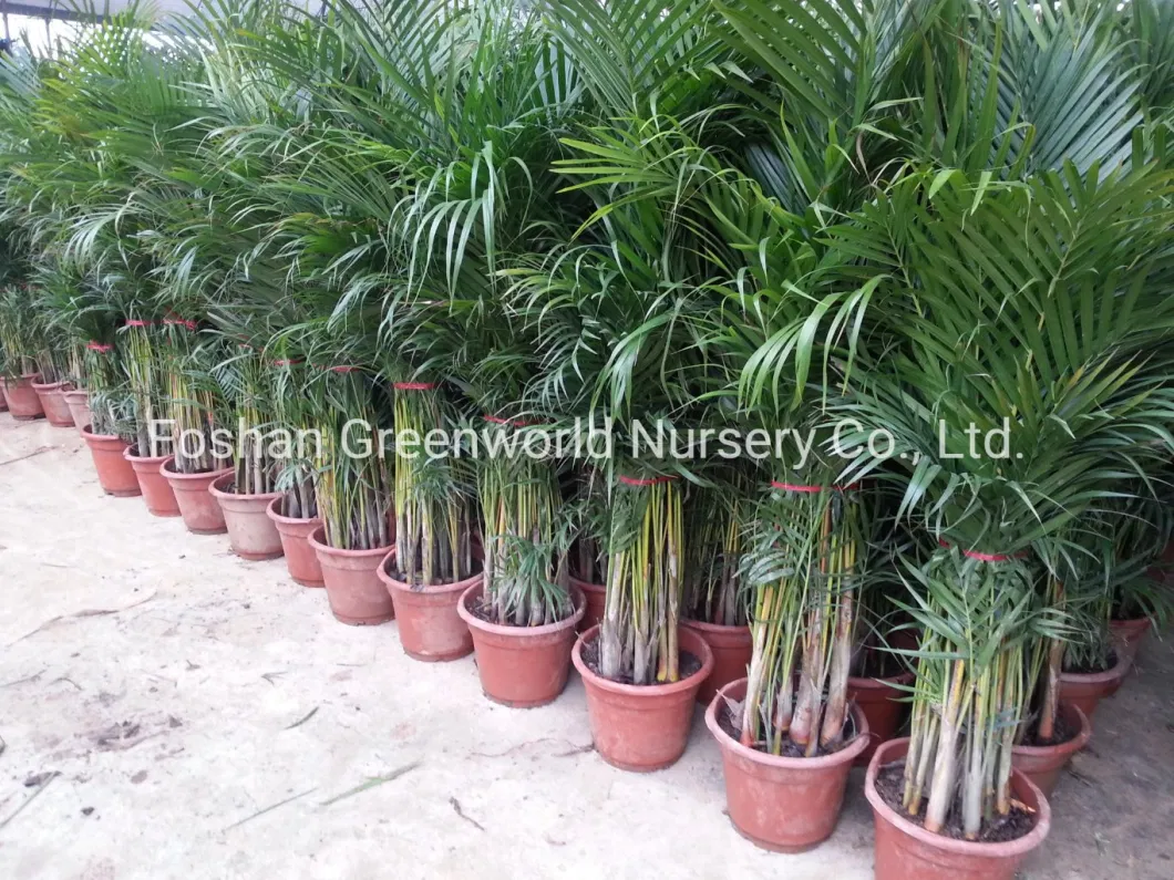 Chrysalidocarpus Lutescens Areca Palm