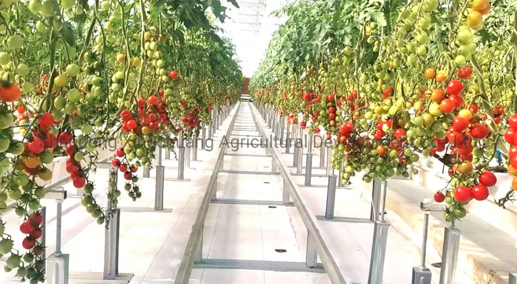 China Supplier Indoor Plant Grower Machine Hydroponics System with Pipe/Pump Intelligent LED