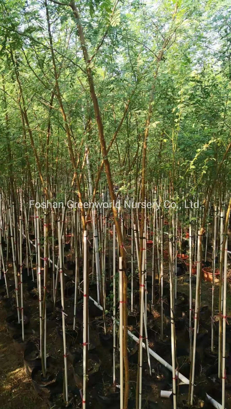 Acacia Farnesiana China Manufacturer