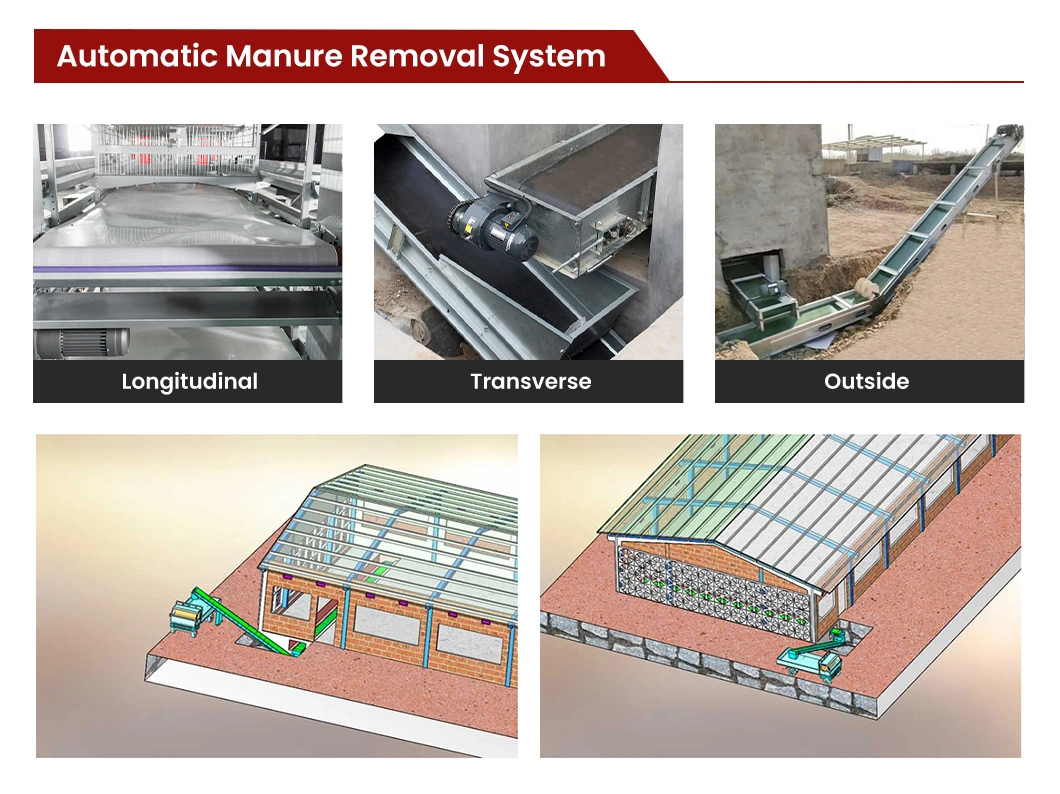 Bestchickencage China Chicken Coop Cage Manufacturer H Frame Automatic Boriler Cages High-Quality Reliable Technical Design Chicken Grower Cage