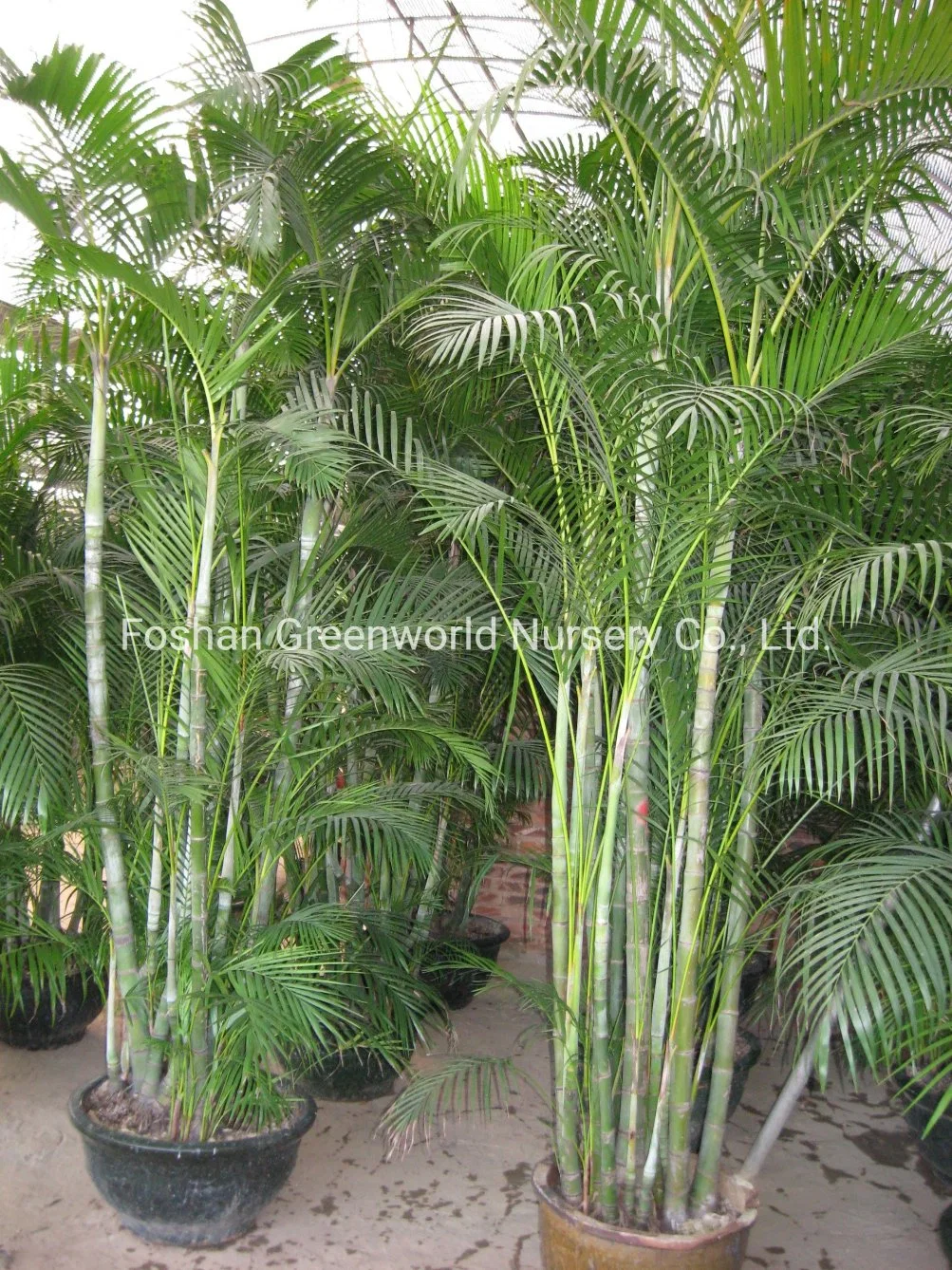 Chrysalidocarpus Lutescens Areca Palm