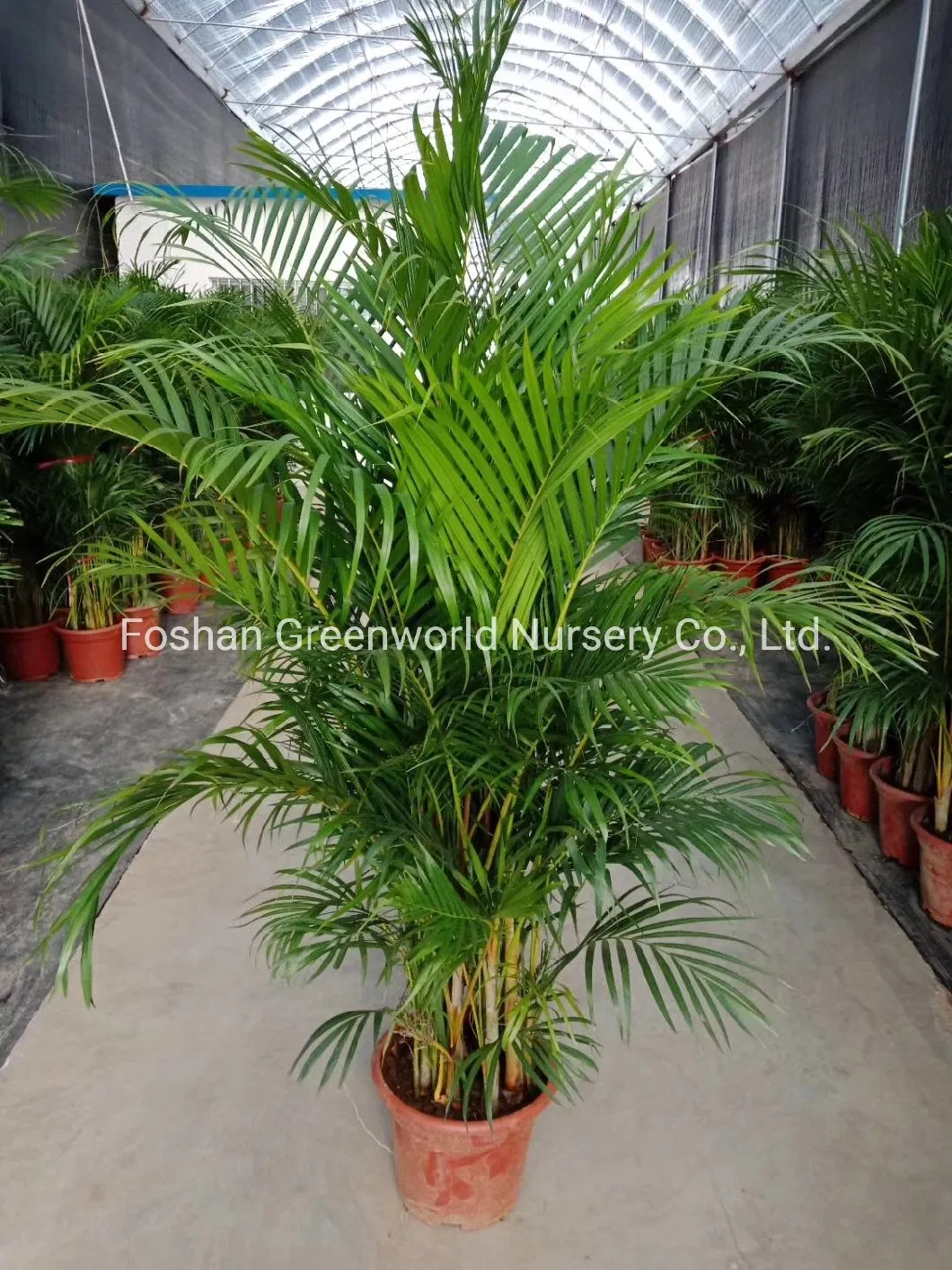 Chrysalidocarpus Lutescens Areca Palm