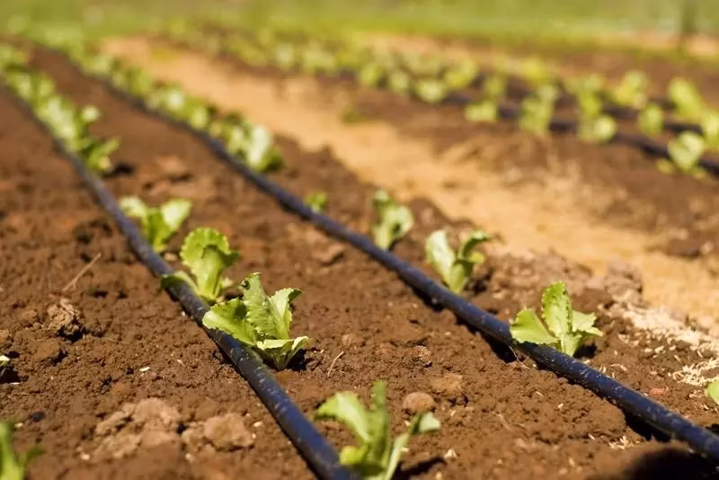 Po Warm House Tunnel Fruits Forcing Heated Housing Greenhouse with Growing System