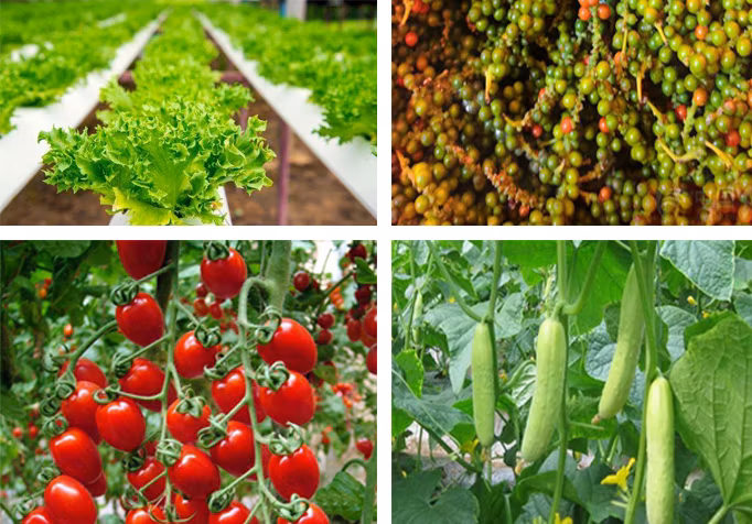 Multi/Single Span Arch Venlo Type Polycarbonate Board PC Greenhouse for Russia Market The Belt and Road Initiative/Cucumber/Lettuce/Pepper/Planting