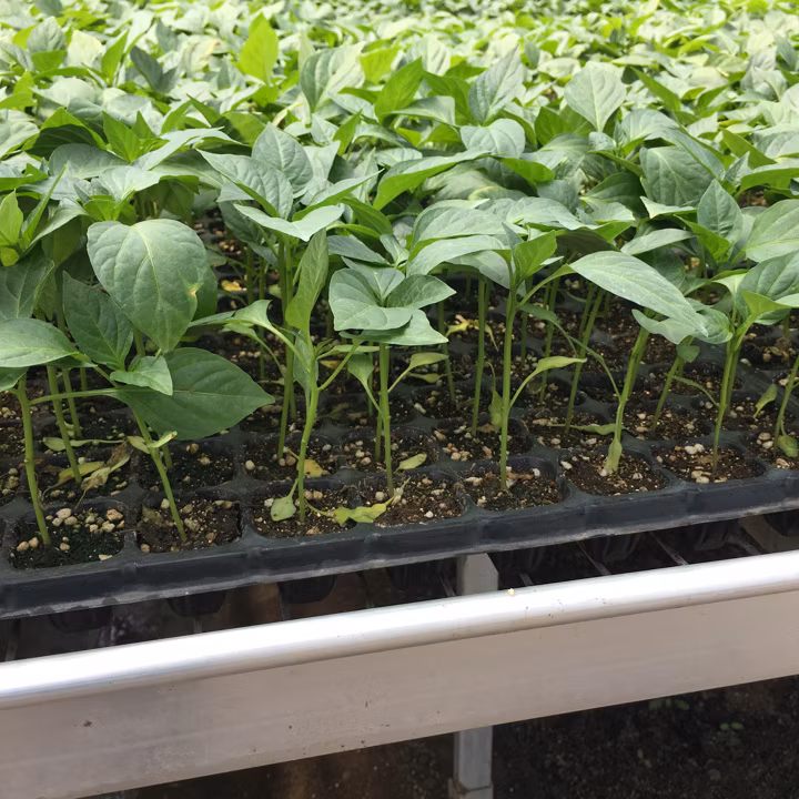 Efficient Compact Pneumatic Vegetable Seeder with Sensor Technology