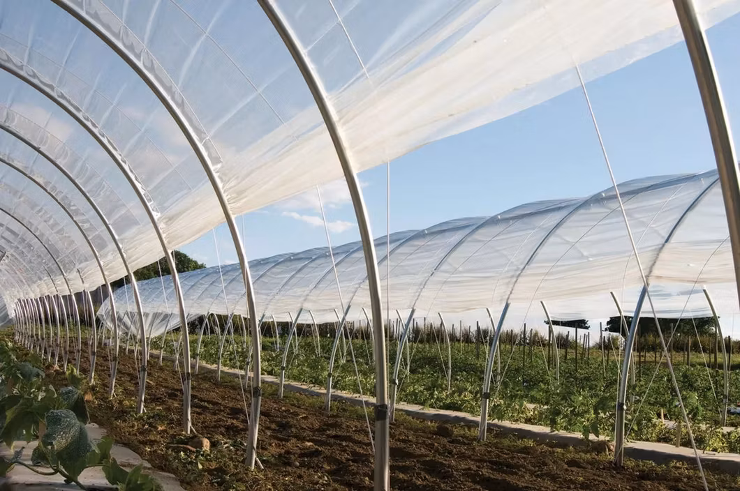 Po Warm House Tunnel Fruits Forcing Heated Housing Greenhouse with Growing System