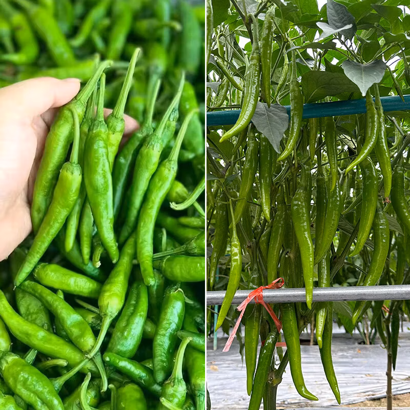 Efficient Compact Pneumatic Vegetable Seeder with Sensor Technology