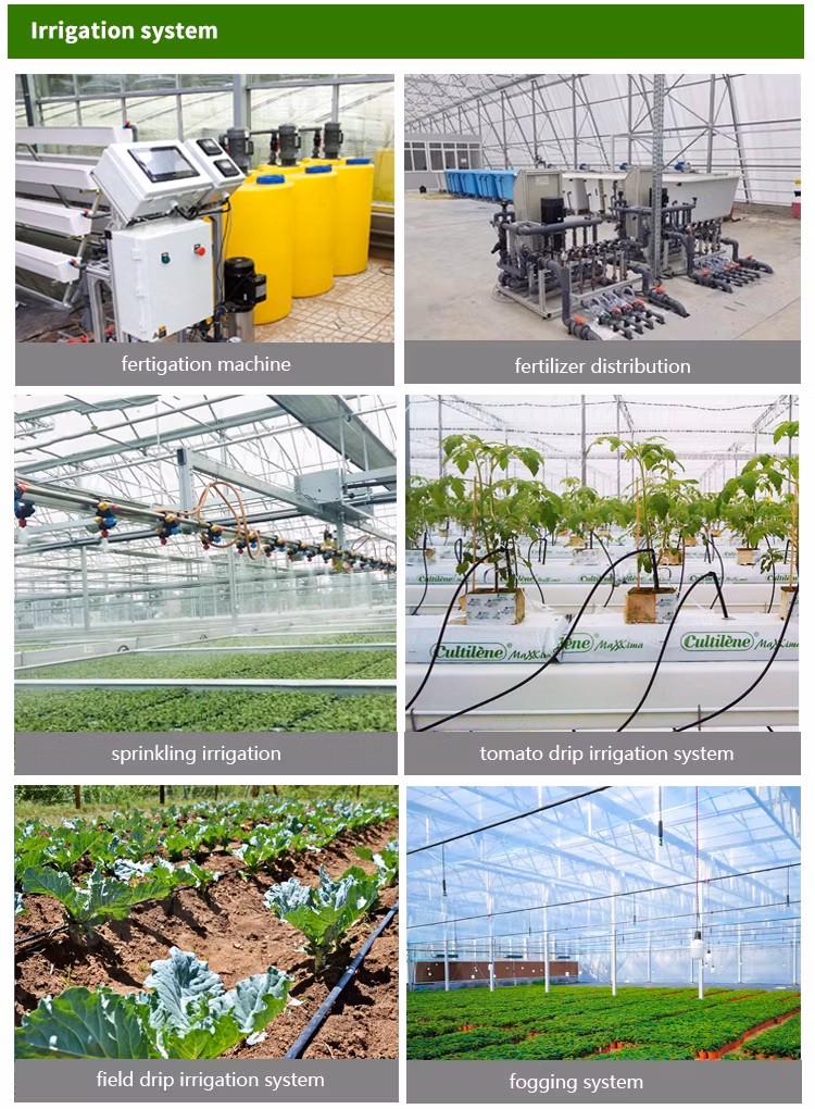 Agriculture Commercial Greenhouse Galvanized Frame Poly Tunnel Multi Span Greenhouses Metal Frame Double Layer Film Greenhouse