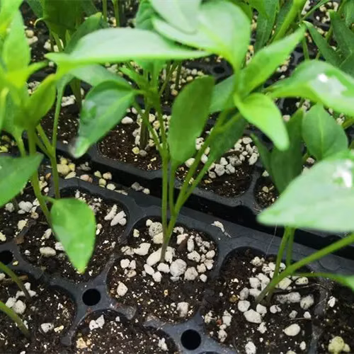 Efficient Compact Pneumatic Vegetable Seeder with Sensor Technology