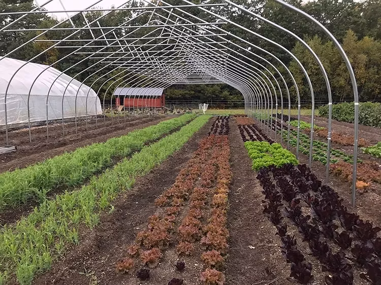 Po Warm House Tunnel Fruits Forcing Heated Housing Greenhouse with Growing System