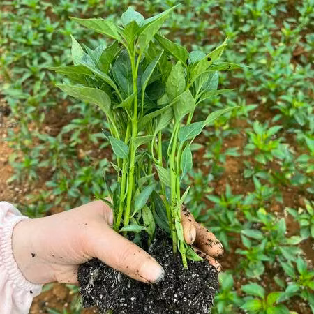 Efficient Compact Pneumatic Vegetable Seeder with Sensor Technology