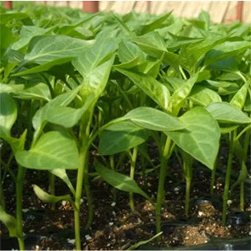 Efficient Compact Pneumatic Vegetable Seeder with Sensor Technology
