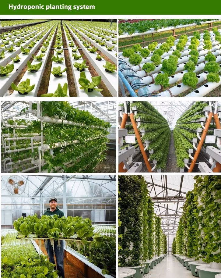 Agriculture Commercial Greenhouse Galvanized Frame Poly Tunnel Multi Span Greenhouses Metal Frame Double Layer Film Greenhouse