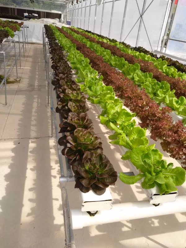 Solar Greenhouse to Use Easy Investment in The Most Cultivated Greenhouse