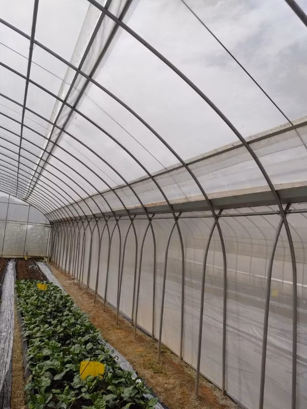Solar Greenhouse to Use Easy Investment in The Most Cultivated Greenhouse