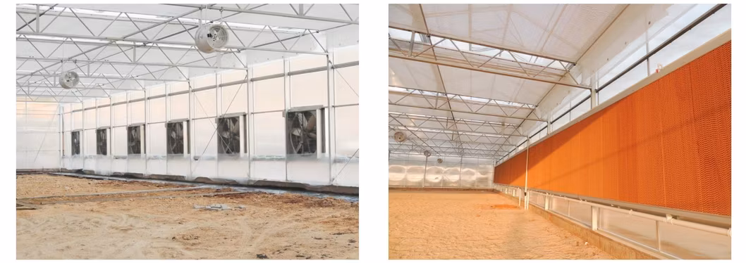 Industrial Economic Multi-Span Float Glass Venlo Greenhouse with Aquaponics