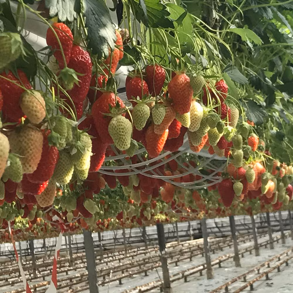 Hydroponic Gutter Nft Channel System Growing Bag Gutters Strawberries PVC Gutter