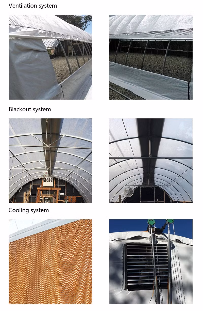 Galvanized Material Frame Single-Span Tunnel Greenhouse
