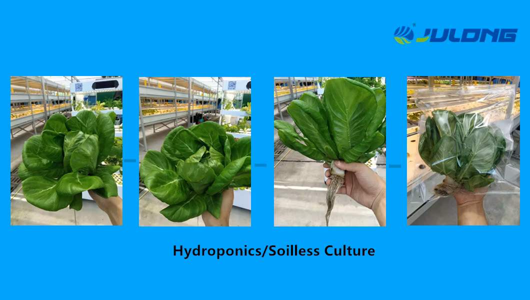 2019 Multi-Span Polycarbonate Sheet Greenhouse in Farm Garden Agriculture Planting Growing Nursery