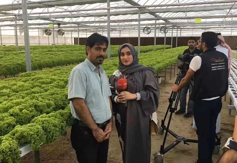 Chinese Smart Tomato Greenhouse with Tomato System for Sale