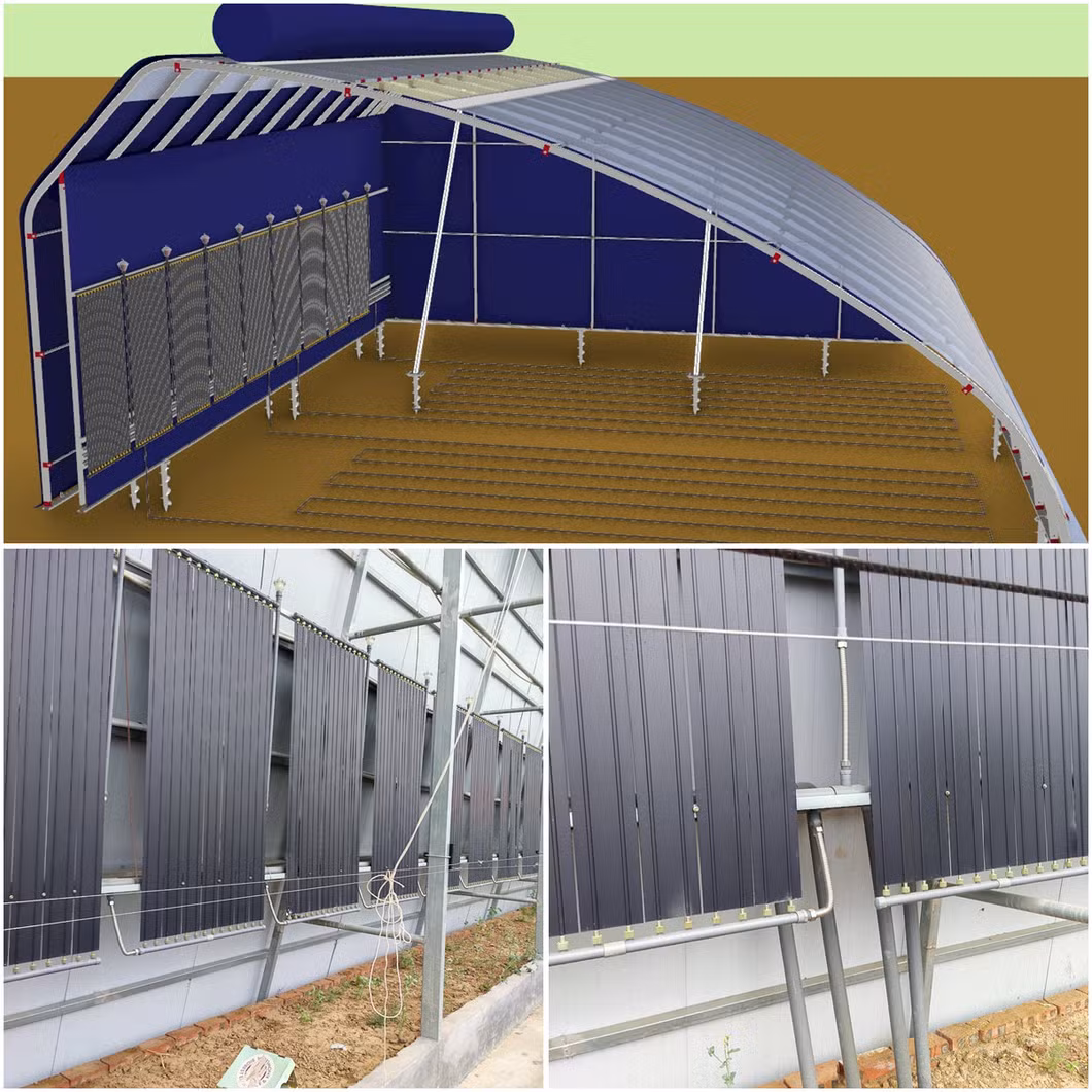 Greenhouse Direct Supply by The Factory with Active Solar Energy Absorbing and Releasing for Winter Vegetable/Flower/Strawberry/Tomato/Cucumber Culture