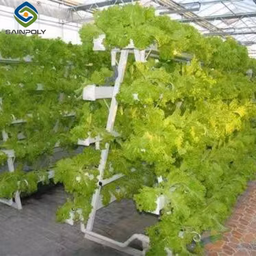 Chinese Smart Tomato Greenhouse with Tomato System for Sale