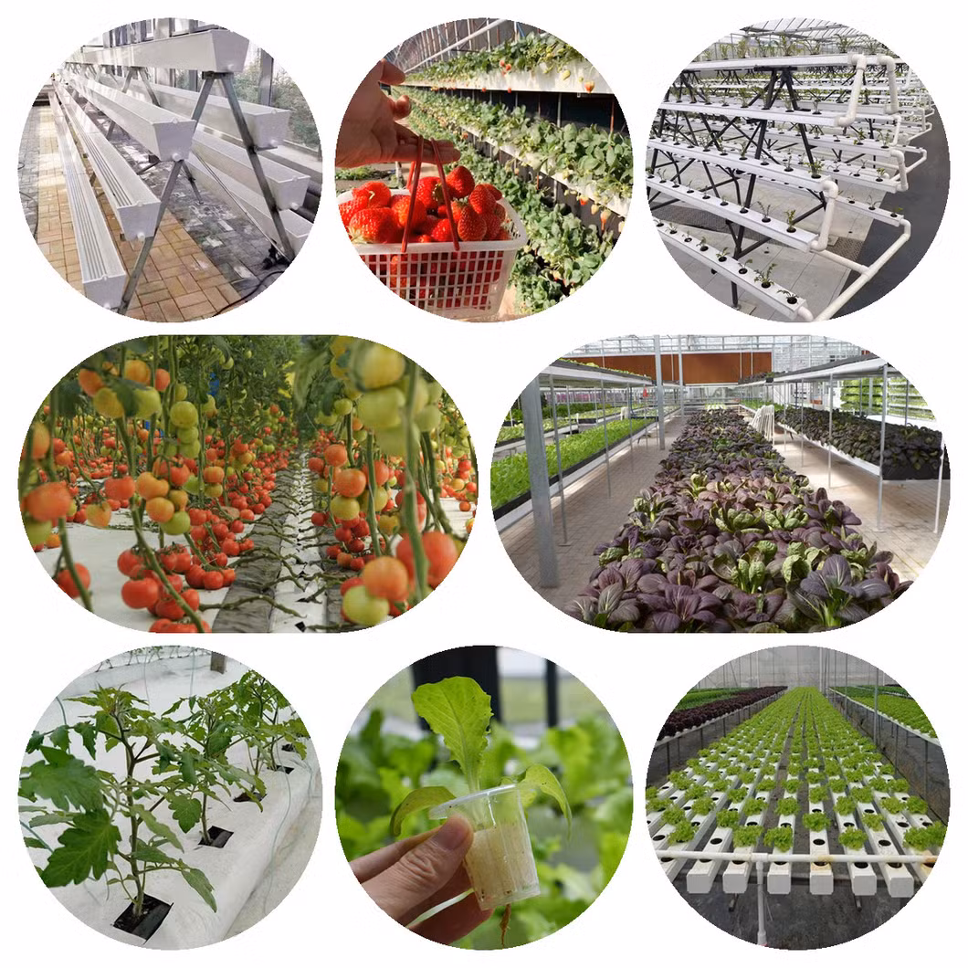 Greenhouse Direct Supply by The Factory with Active Solar Energy Absorbing and Releasing for Winter Vegetable/Flower/Strawberry/Tomato/Cucumber Culture