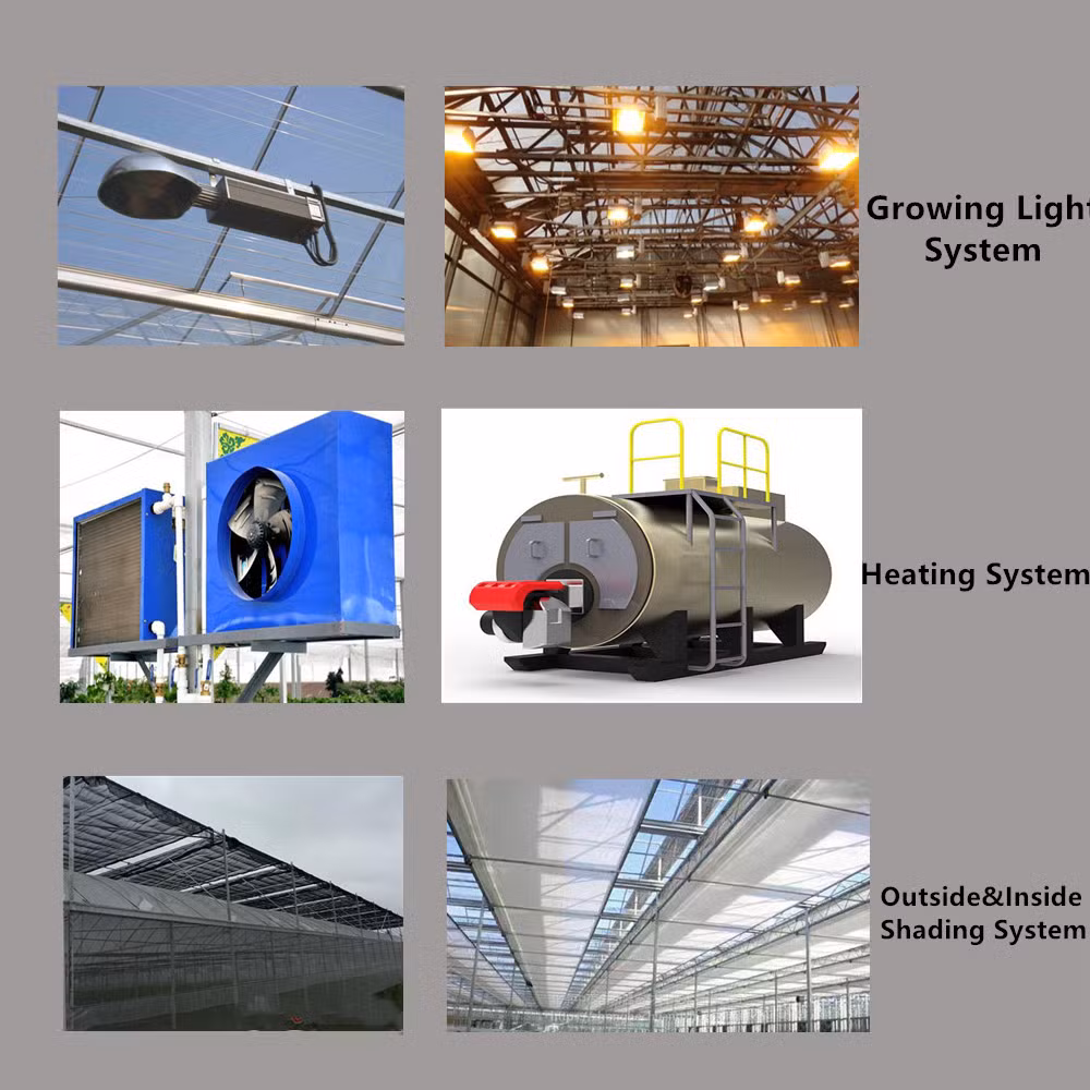 Professional Glass Greenhouse Construction Good After Sales with Full Automatic Control System for Growing Tomato/Lettuce/Strawberry/Cucumber/Pepper