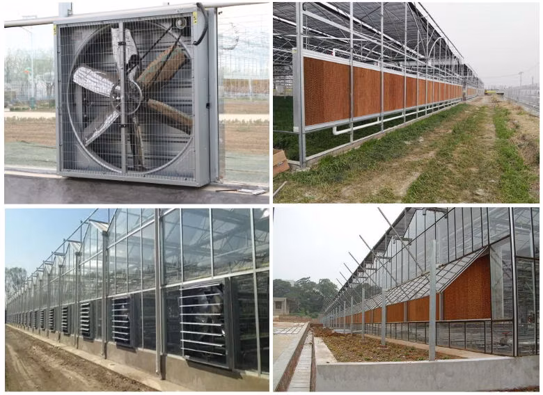 Industrial Economic Multi-Span Float Glass Venlo Greenhouse with Aquaponics