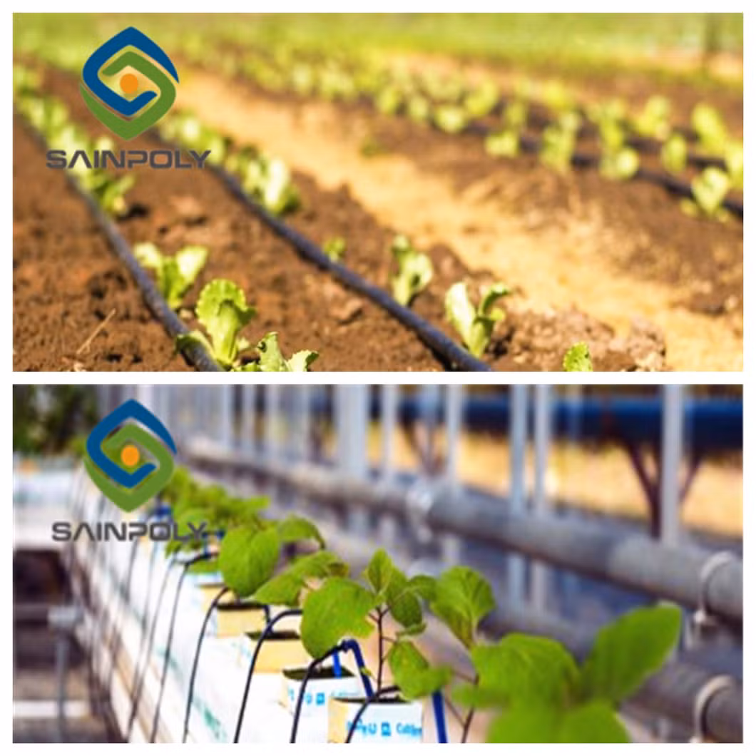 Chinese Smart Tomato Greenhouse with Tomato System for Sale