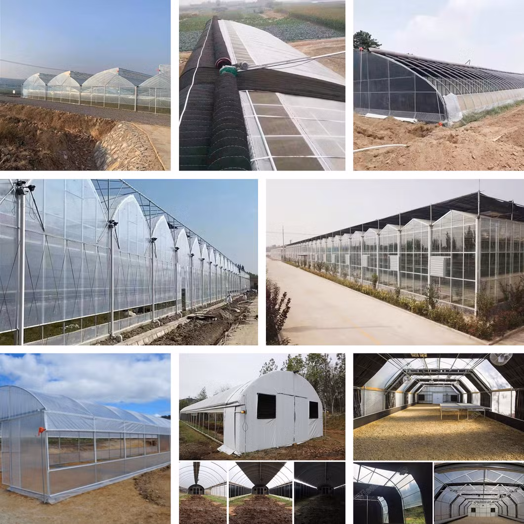 Greenhouse Direct Supply by The Factory with Active Solar Energy Absorbing and Releasing for Winter Vegetable/Flower/Strawberry/Tomato/Cucumber Culture