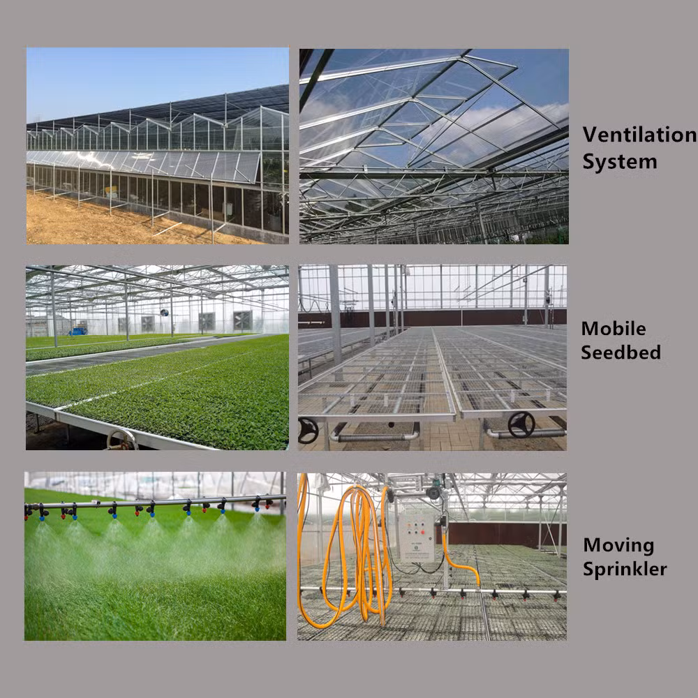 Professional Glass Greenhouse Construction Good After Sales with Full Automatic Control System for Growing Tomato/Lettuce/Strawberry/Cucumber/Pepper