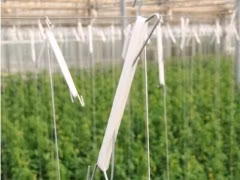 Chinese Smart Tomato Greenhouse with Tomato System for Sale