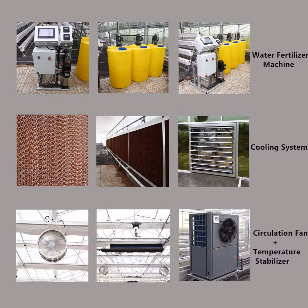 Professional Glass Greenhouse Construction Good After Sales with Full Automatic Control System for Growing Tomato/Lettuce/Strawberry/Cucumber/Pepper