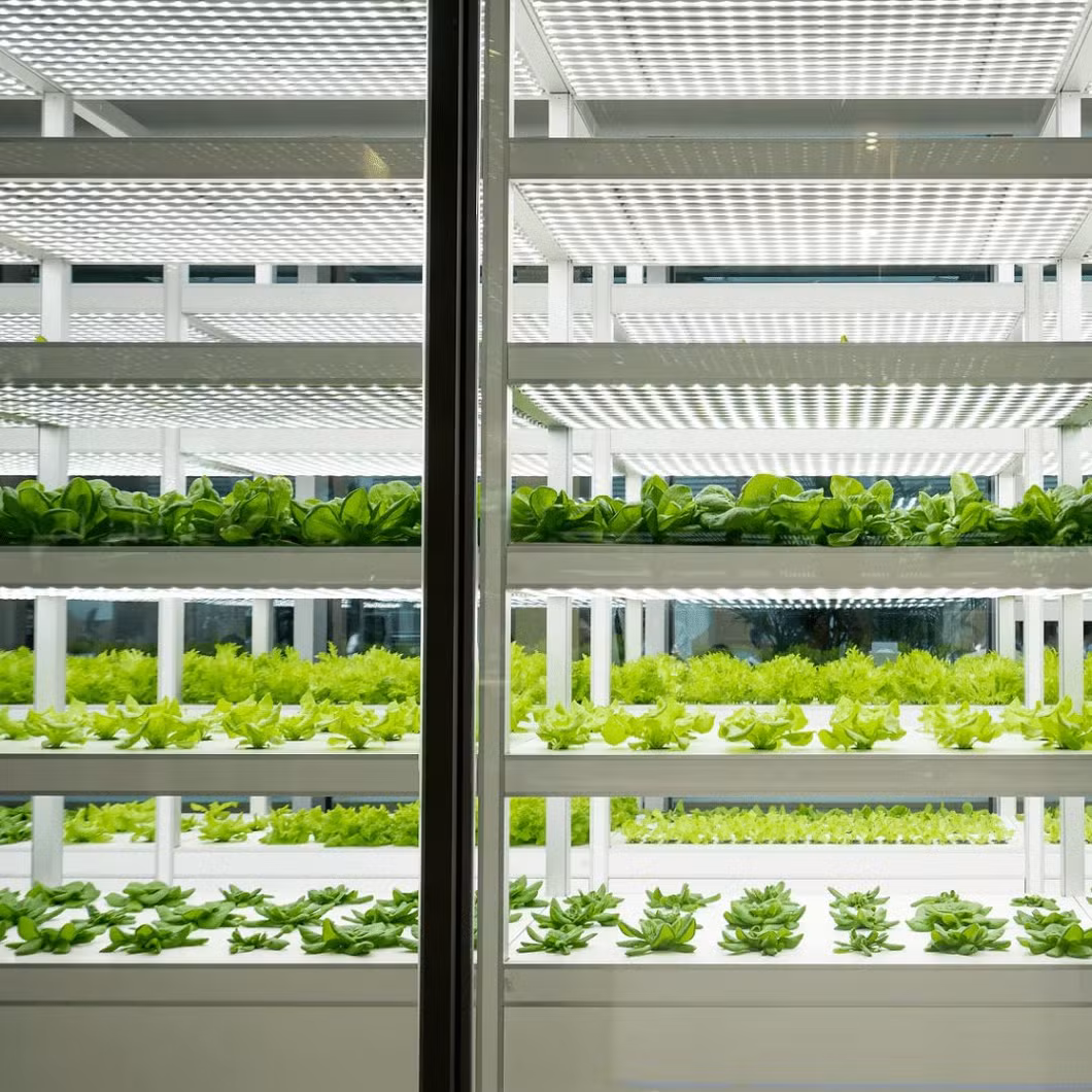 LED Light Container Farm Greenhouse for Efficient Hydroponic Seedling Growth