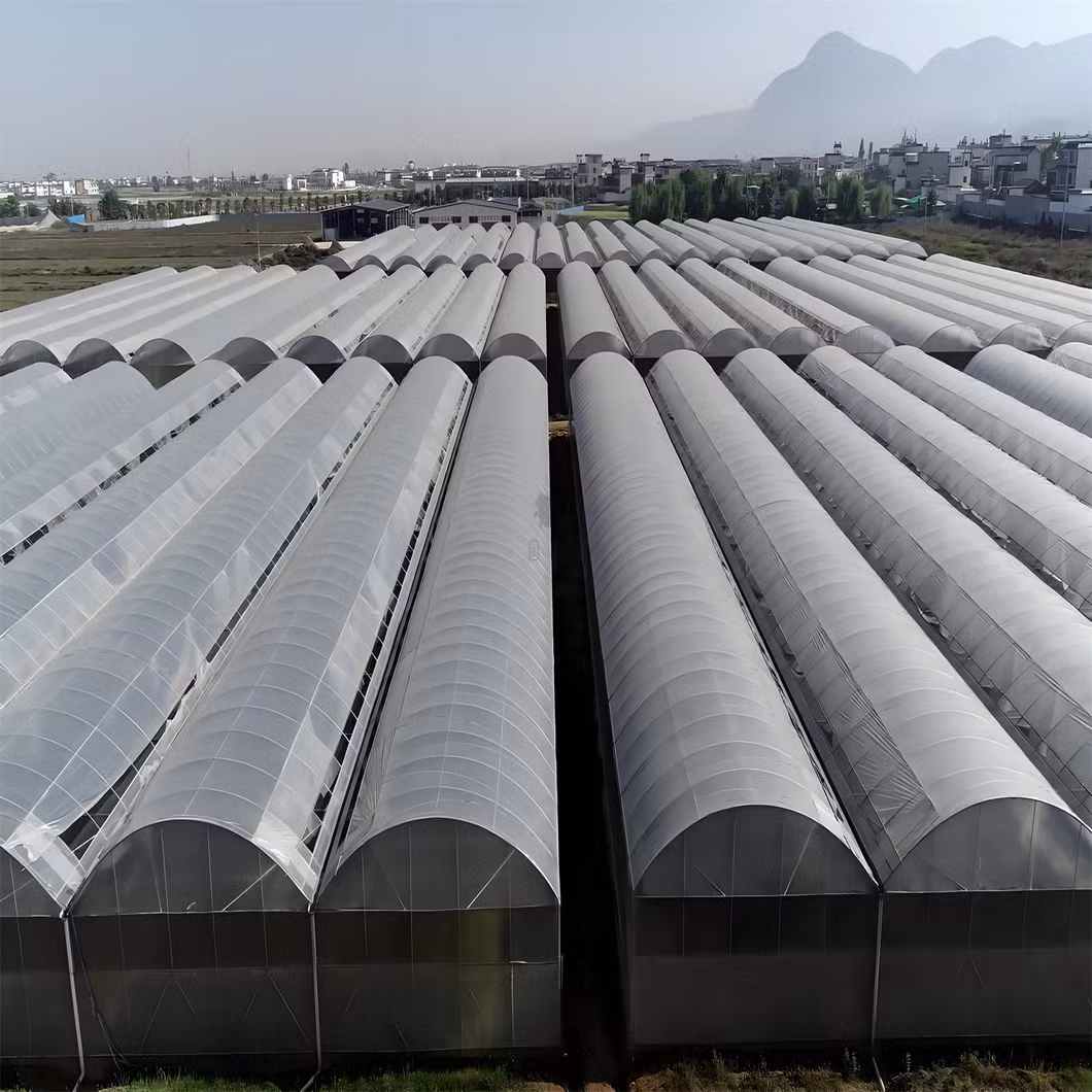 1000 Square Meters Industrial Greenhouses for Tomatoes Agricultural