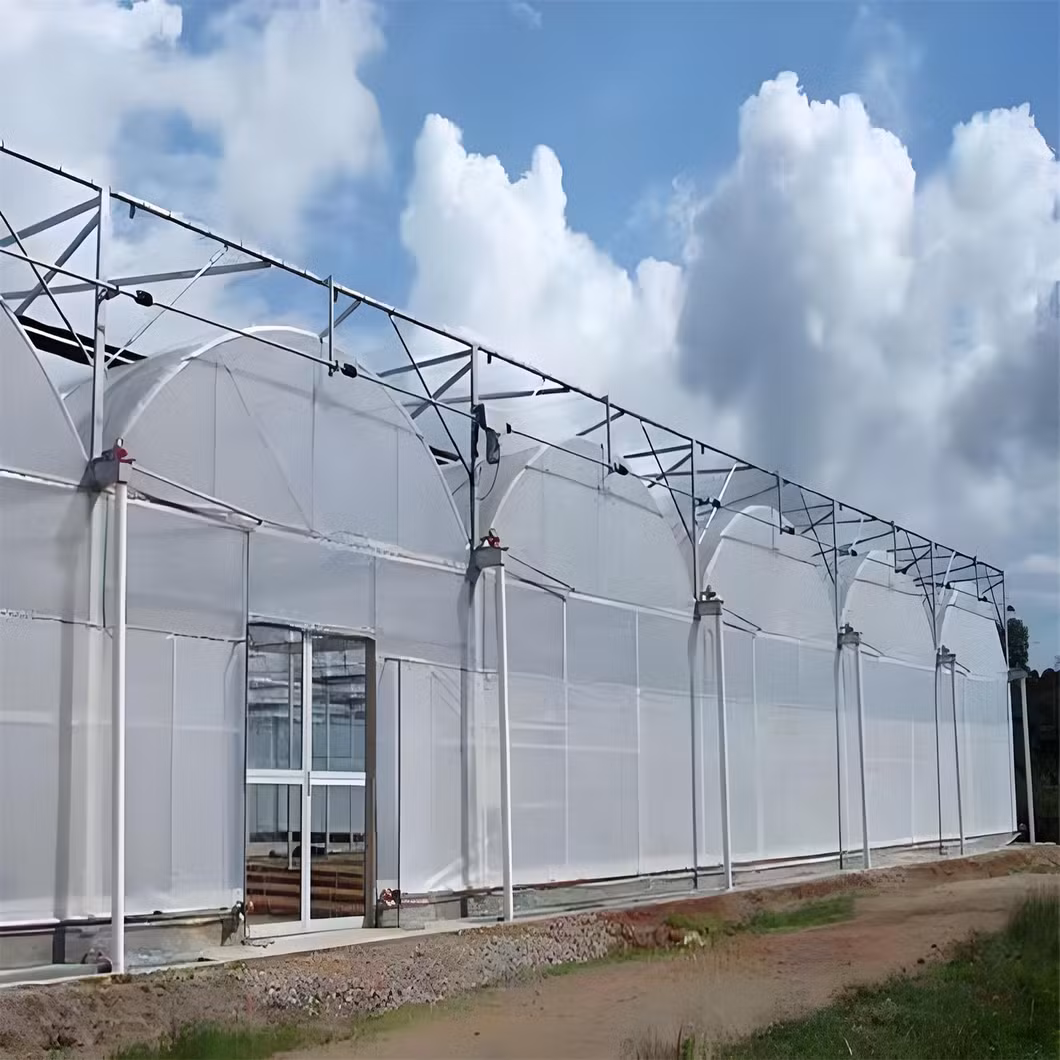 1000 Square Meters Industrial Greenhouses for Tomatoes Agricultural