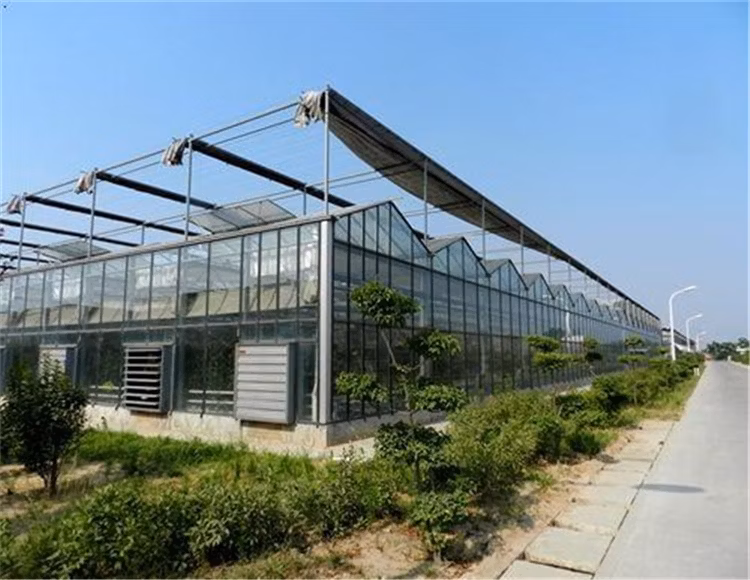 Strong Structure Galvanized Venlo Commerical Glass Green Houses
