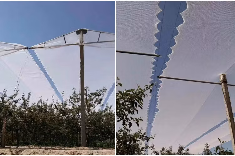 Factory Price Horticulture/Agricultural/Greenhouse/Agro/Vegetable/Garden/Raschel/Shading/Anti Hail/Anti Bird/Anti Insectolive/Safety/Waterproof/Hail Net