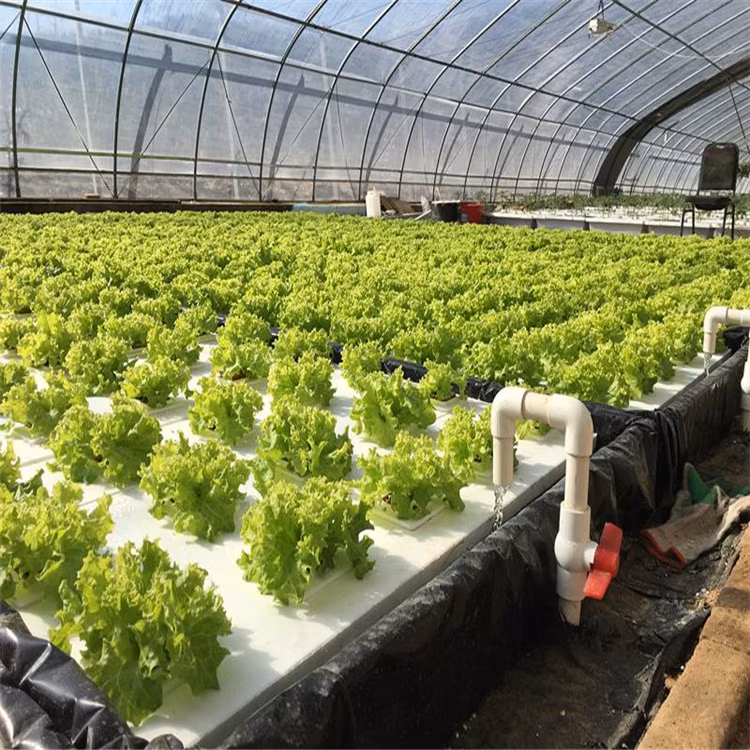Top Quality Commercial Hydroponic Film Greenhouse Farming Solution